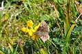 dingy skipper butterfly-2